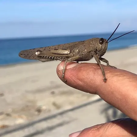 Sirene 68 Apartamento